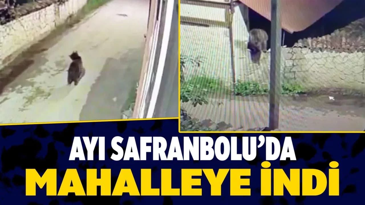 Safranbolu'da Ayının Mahalleye İndiği Anlar Kamerada