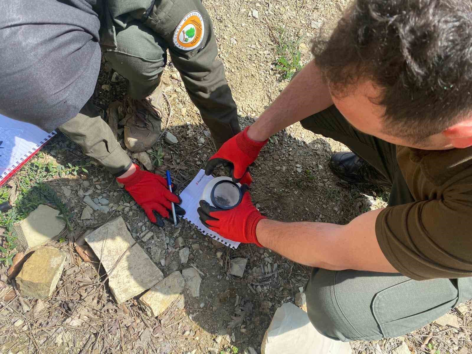 Karaçam ormanlarında çam kabuk böceği ile mücadele