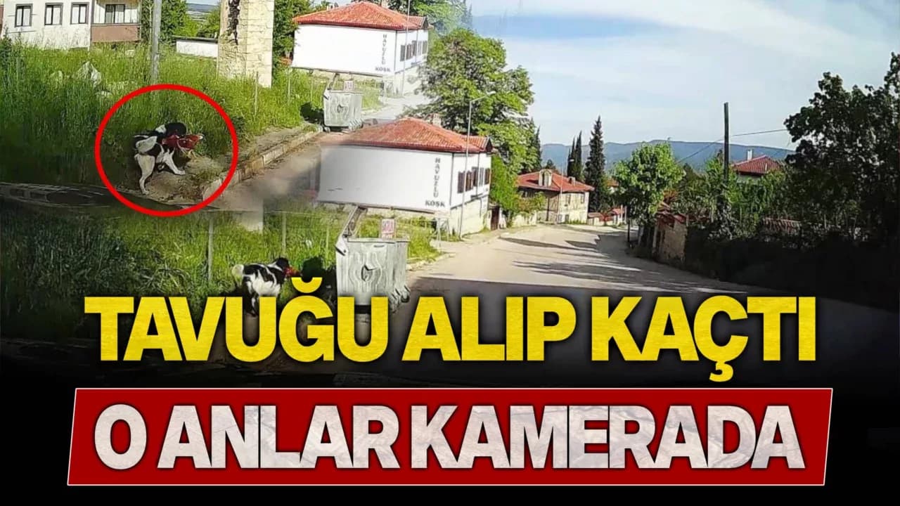 Başıboş köpeğin tavuğu alıp kaçtığı anlar kamerada