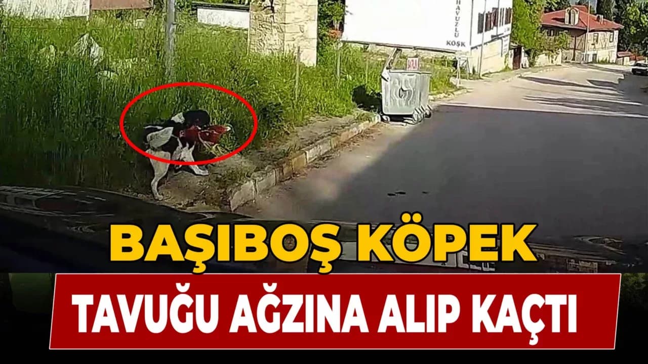 Başıboş köpeğin tavuğu alıp kaçtığı anlar kamerada