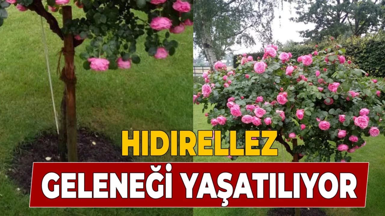 Baharın Müjdecisi Hıdırellez Coşkusu Başladı