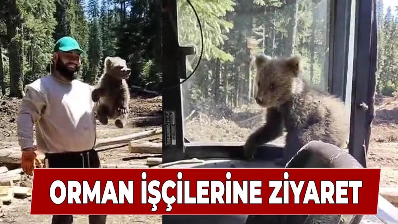Orman işçilerinin yanına gelen yavru ayı koruma altına alındı