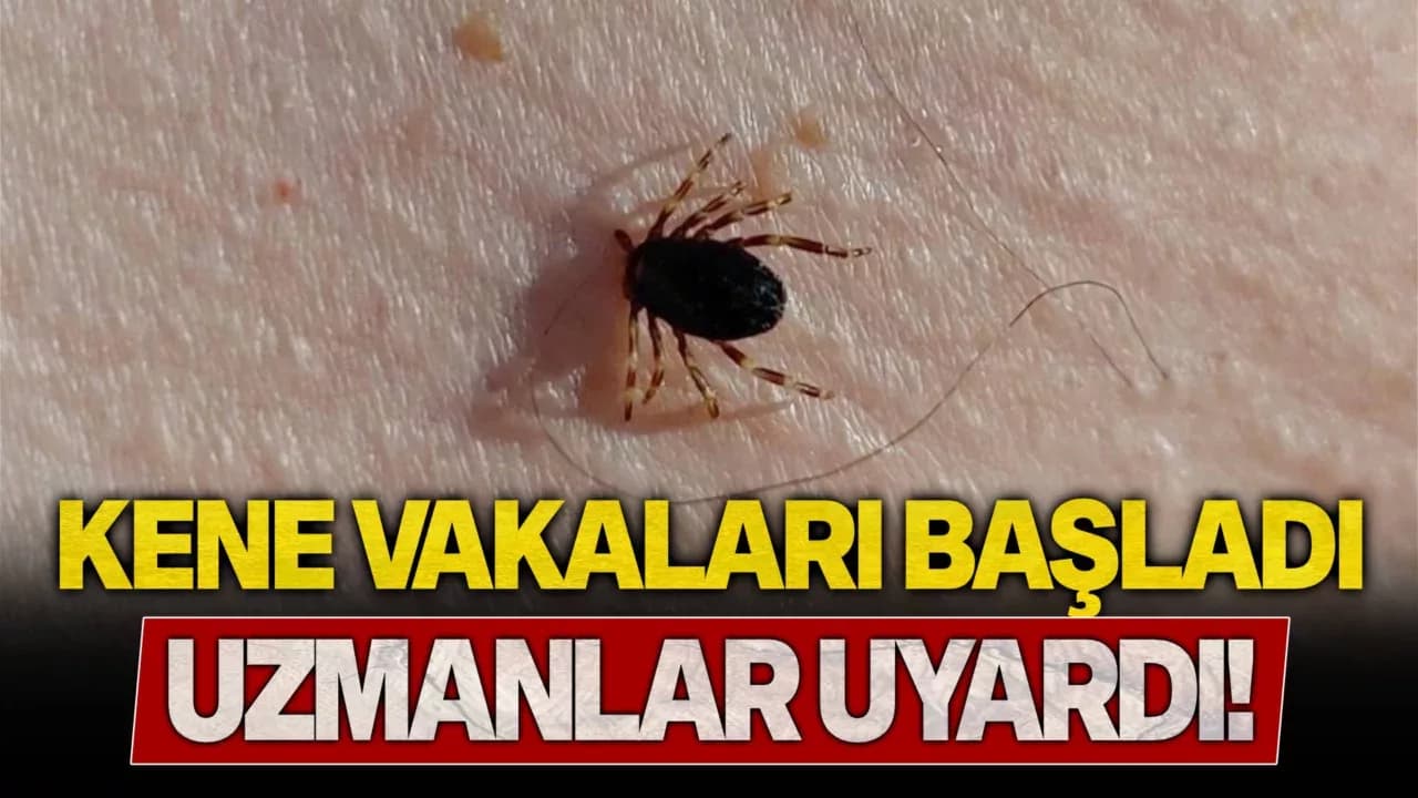 Havalar ısındı, kene kabusu başladı