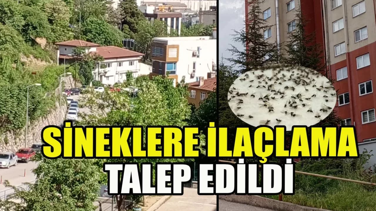 Karabük'te Sinek Artışı Vatandaşları Rahatsız Ediyor