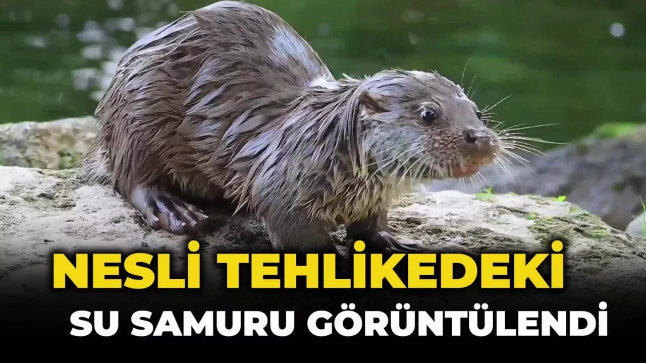 Su samuru avladığı yengeci yerken görüntülendi