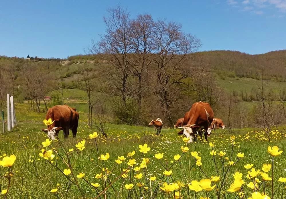 Yurt içi hayvan nakillerine yeni düzenleme