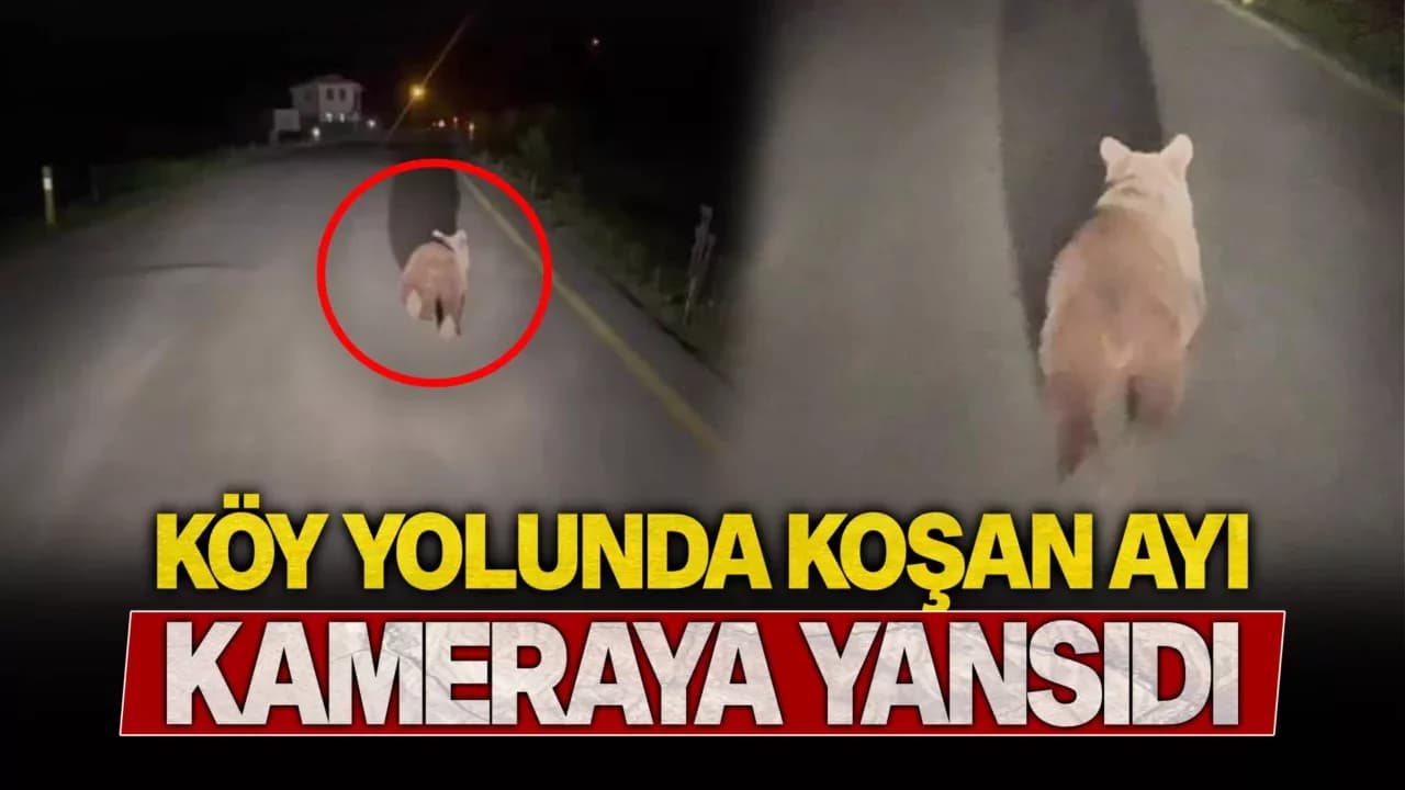 Eflani'de köy yolunda koşan ayı kamerada