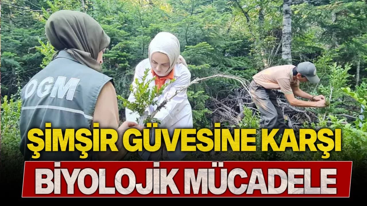 Şimşir Güvesine Karşı Biyolojik Mücadele Başladı