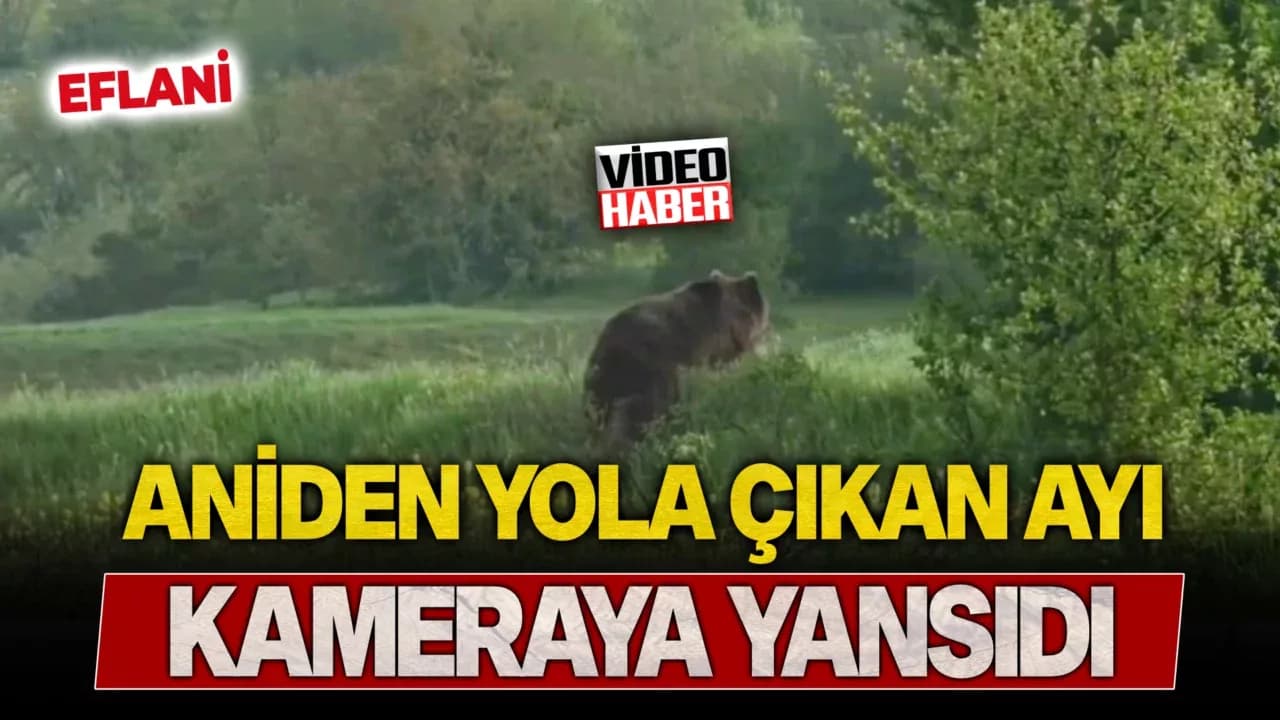 Aniden yola çıkan ayı cep telefonu kamerasıyla görüntülendi
