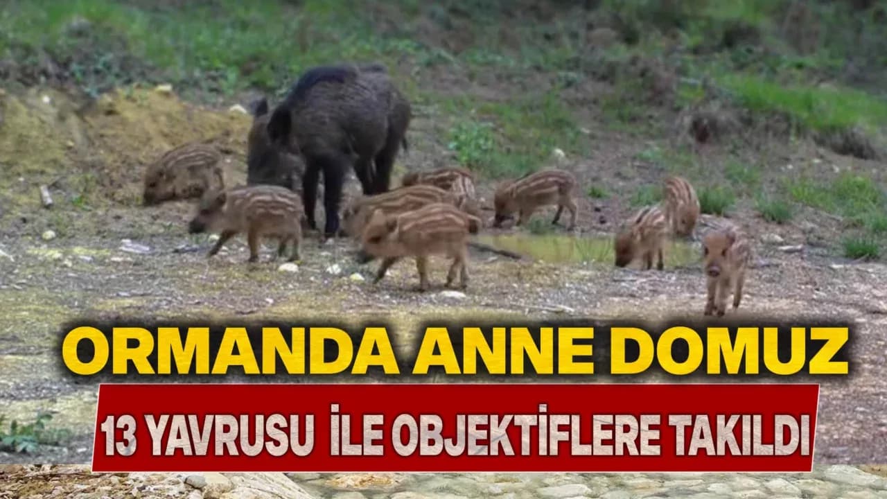 Karabük'te domuz ve 13 yavrusu fotokapanla görüntülendi