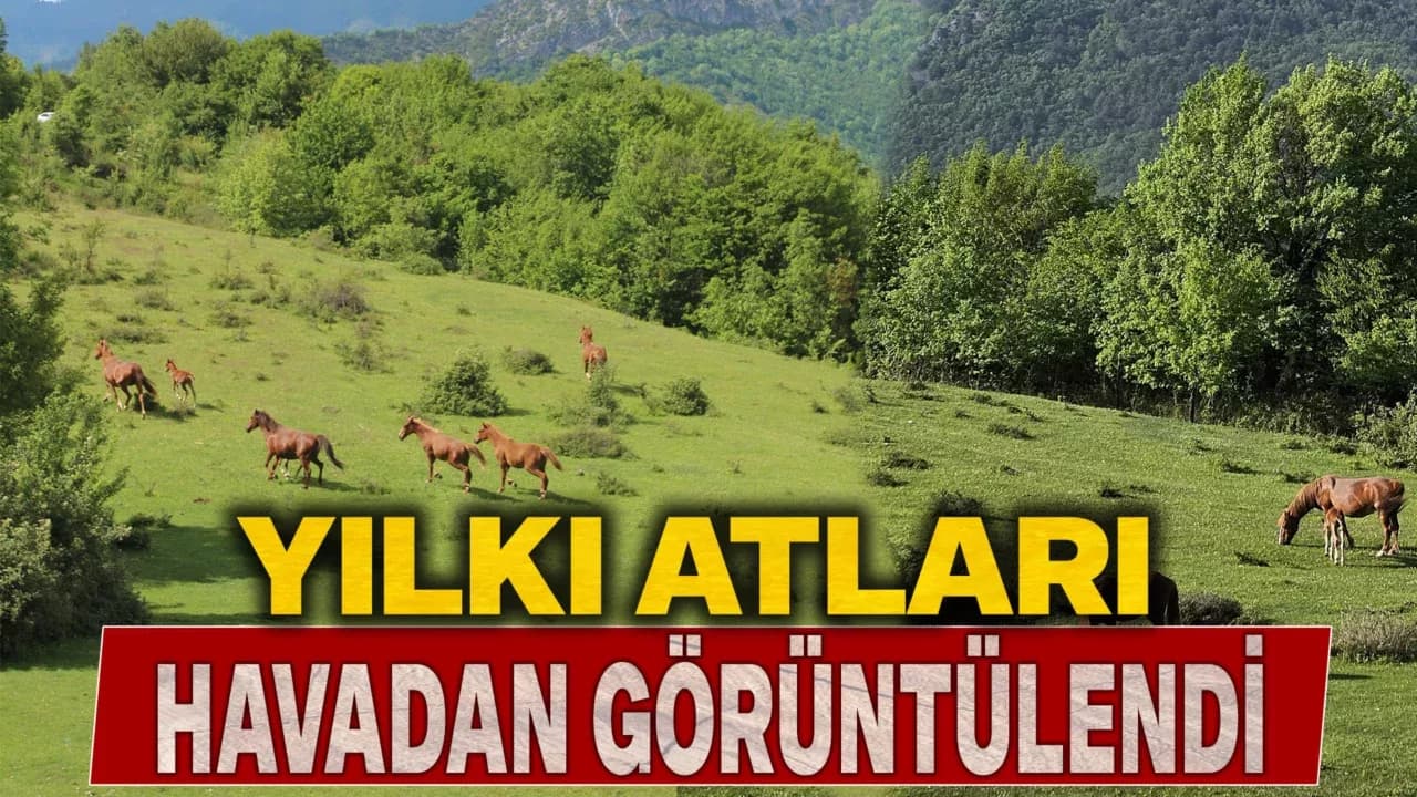 Yaylaların özgür ruhları yılkı atları havadan görüntülendi