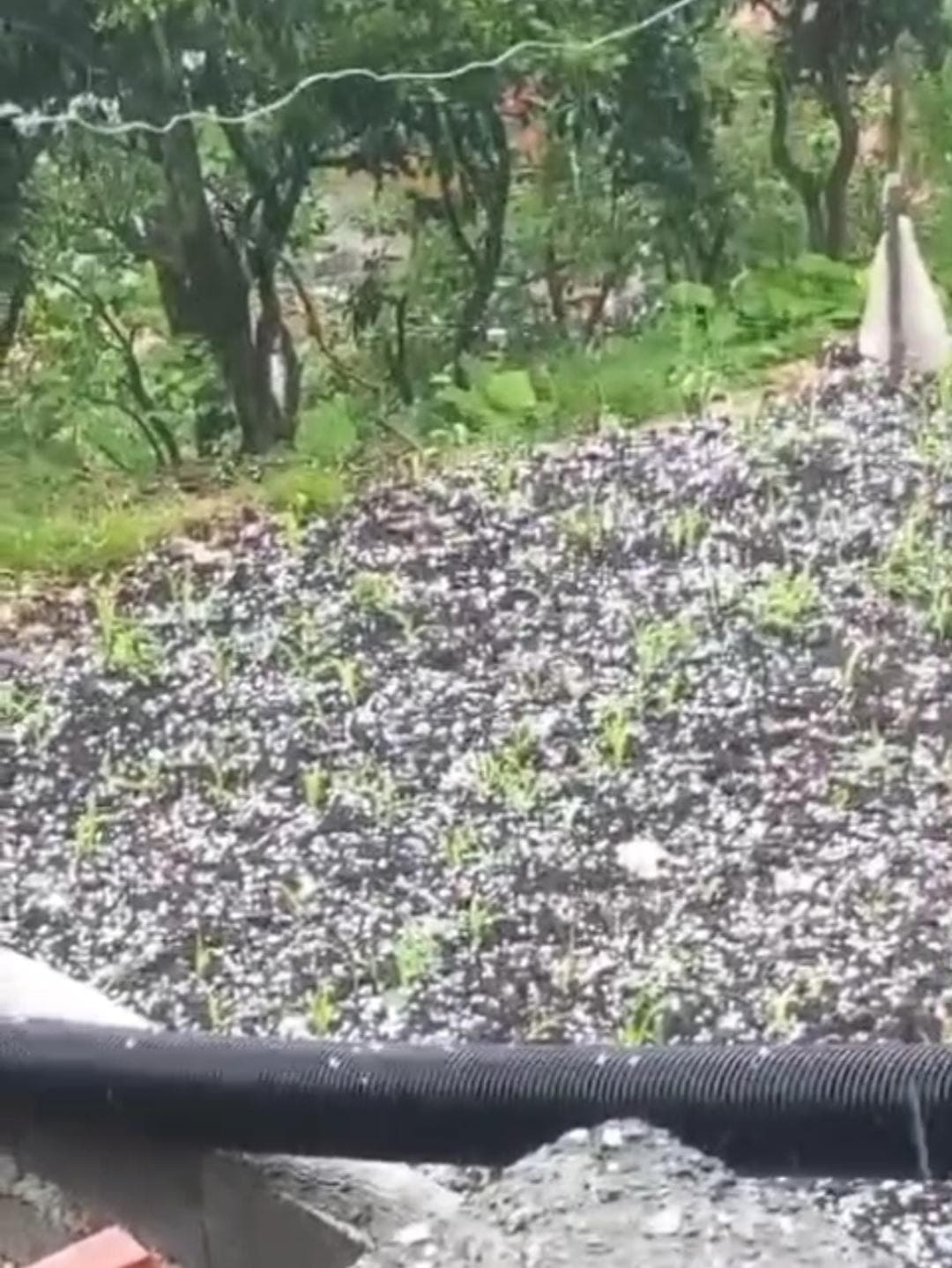 Çay üreticilerine dolu sürprizi