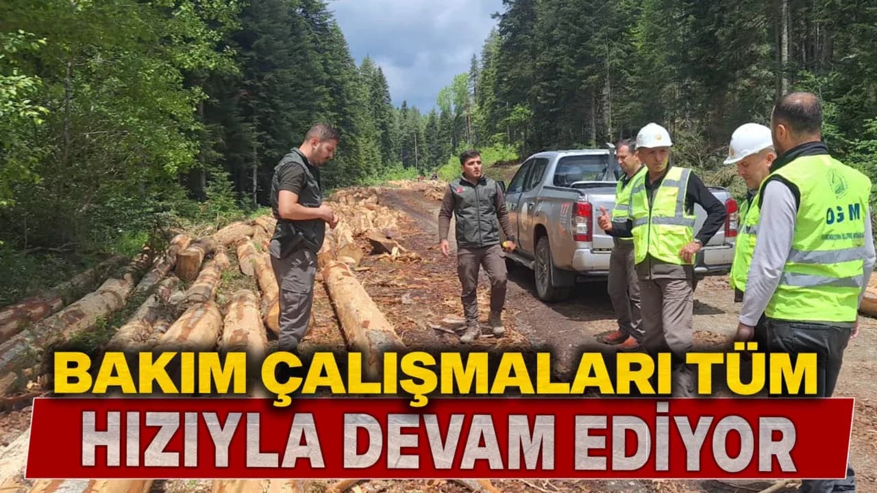Ormanlarda Bakım Çalışmaları Sürüyor