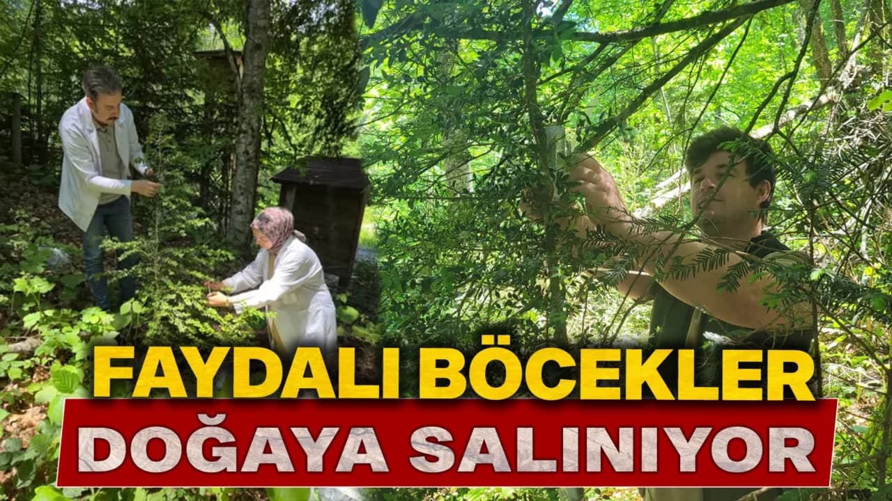 Yenice’de Şimşir Zararlısına Karşı Biyolojik Mücadele Başladı
