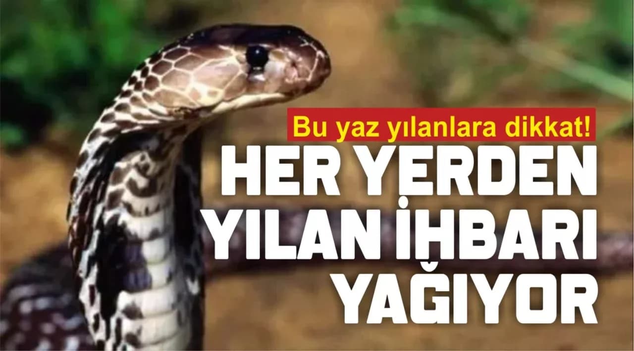 Bu Yaz Yılanlara Dikkat!