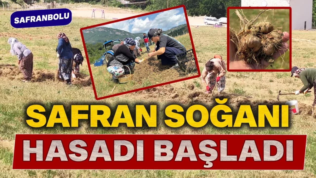 Safranbolu’nun Simgesi Safran'ın Soğan Hasadı Başladı