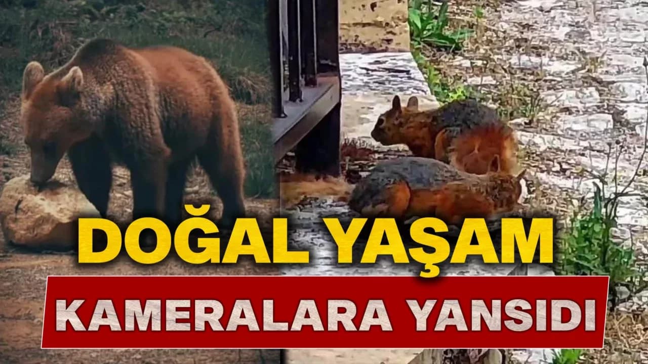 Yiyecek arayan ayı ile sincaplar kameralara yansıdı