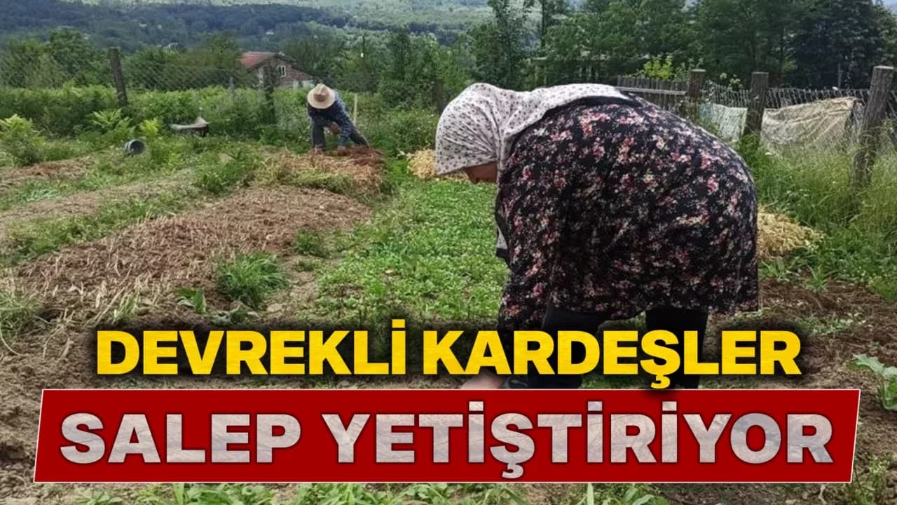 İki kardeş, 10 dönümlük arazide salep bitkisi yetiştiriyor