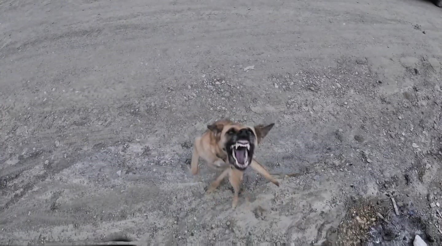 Köpeğin dronla imtihanı