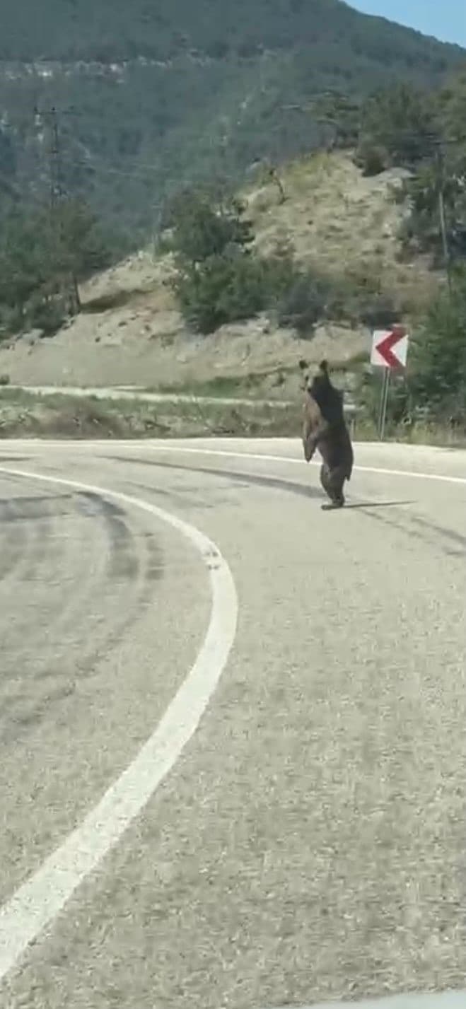 Bolu’da kara yoluna çıkan ayı cep telefonuna yansıdı