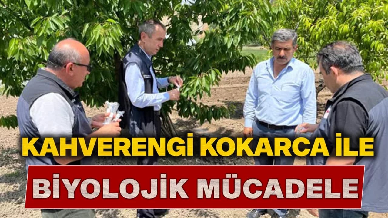 Karabük'te Kahverengi Kokarca ile Biyolojik Mücadele Başladı