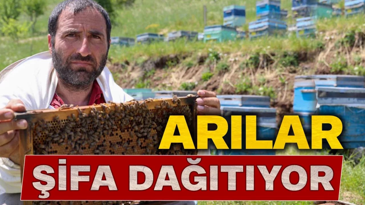Kraliçe arının ömrünü uzatan şifa kaynağı, kilosu 45 bin liradan alıcı buluyor