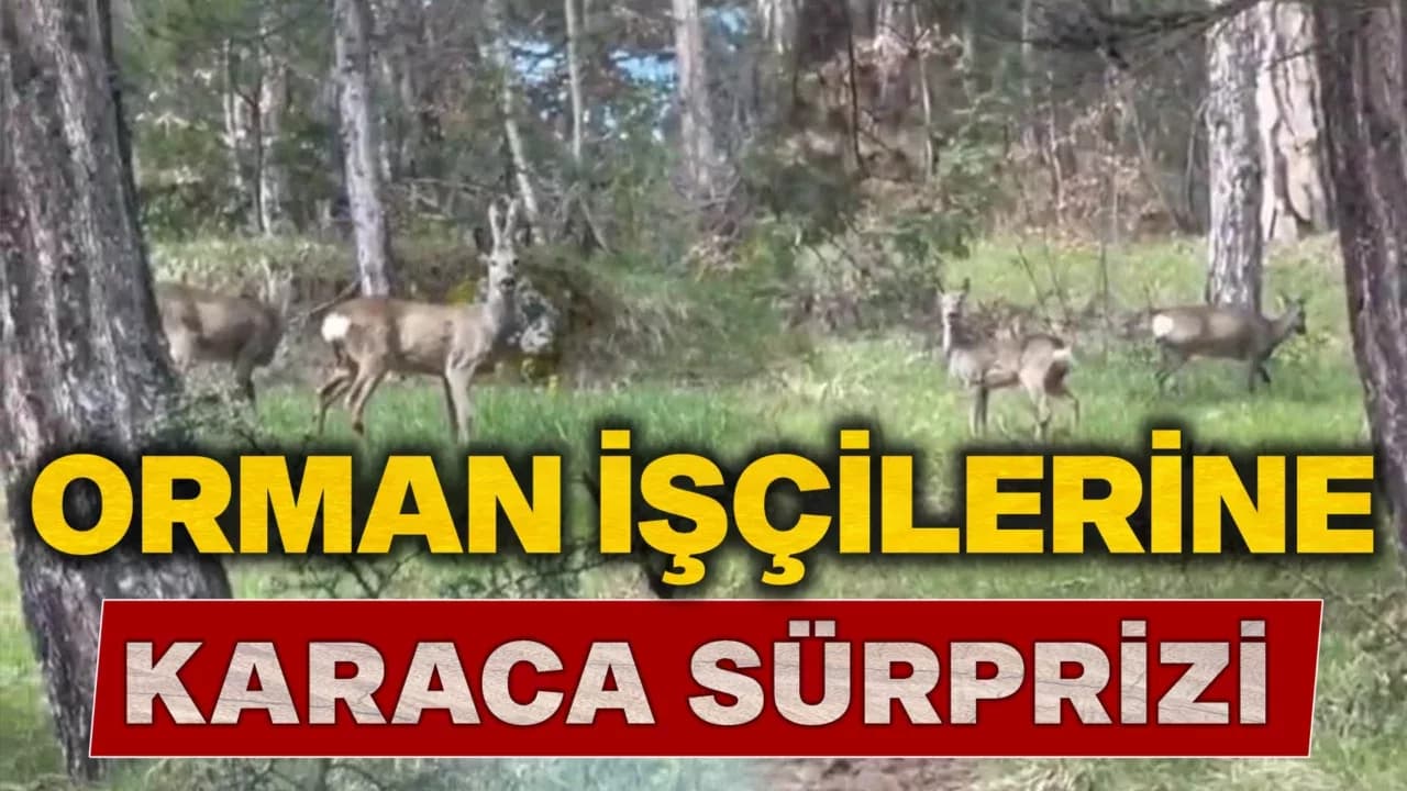 Ormanlık alanda karacalar görüntülendi