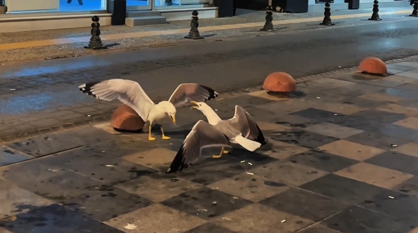 Sinop’ta martıların kavga anı kamerada