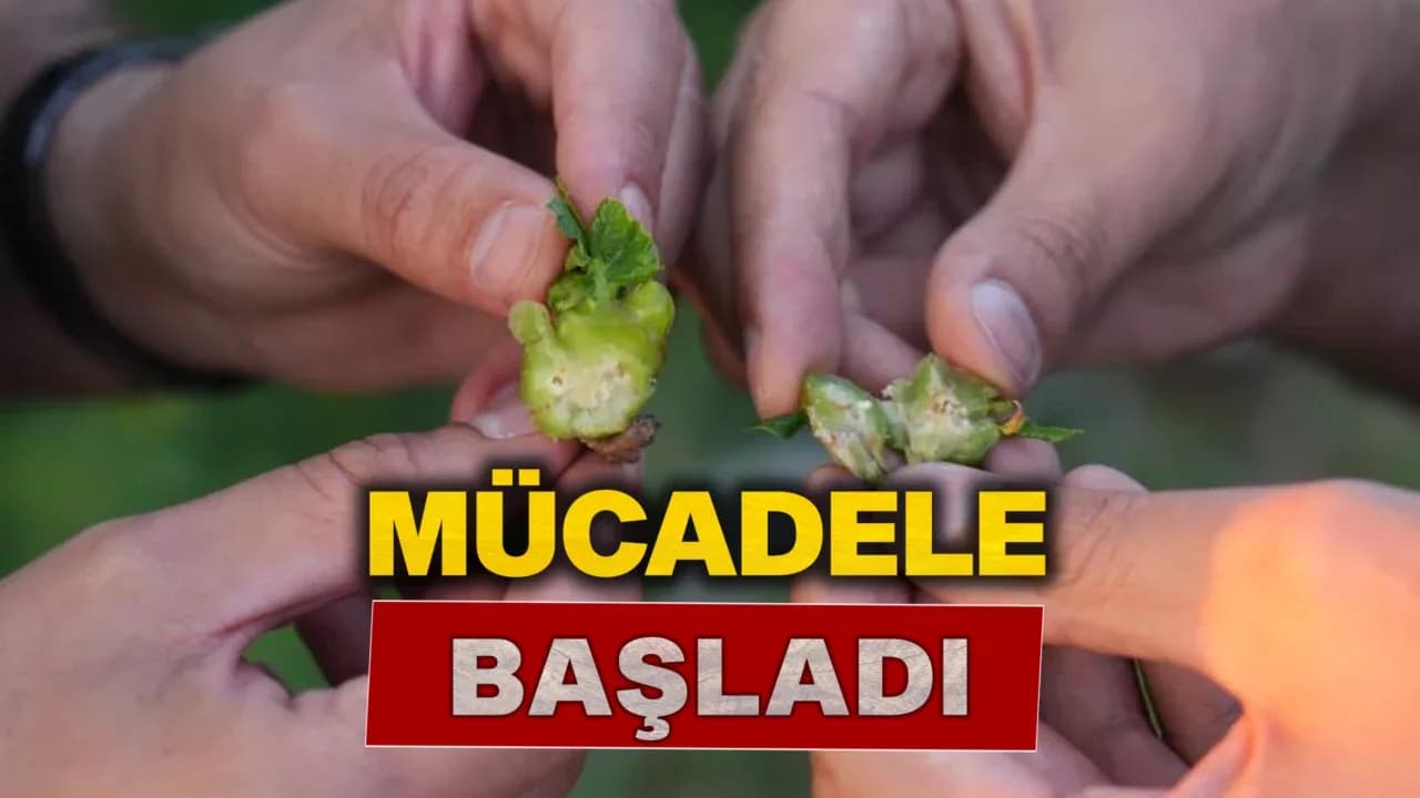 Kestane ağaçlarını kurutan gal arısıyla mücadele sürüyor: Kestane balında verimin artması bekleniyor