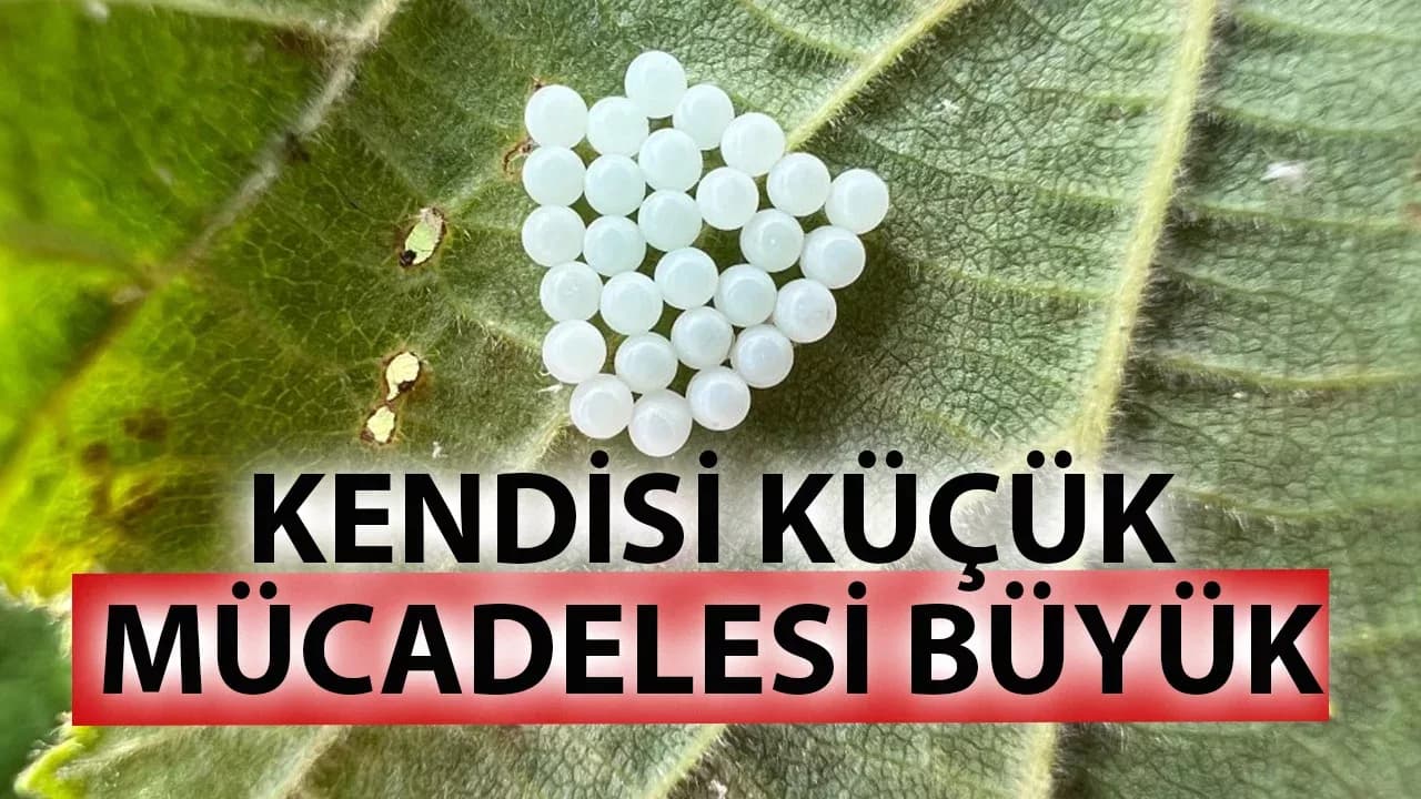 Kendisi küçük, mücadelesi büyük