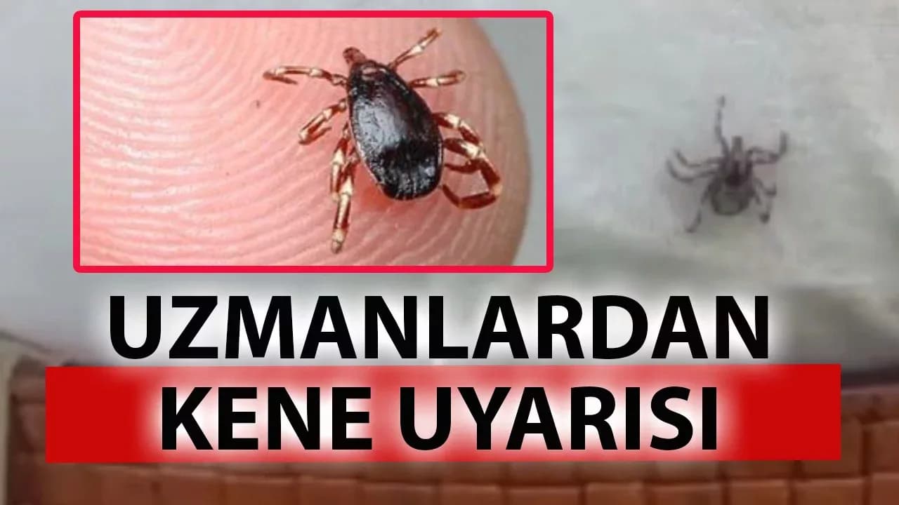 Uzmanı uyardı: KKKA hayvandan da bulaşabilir