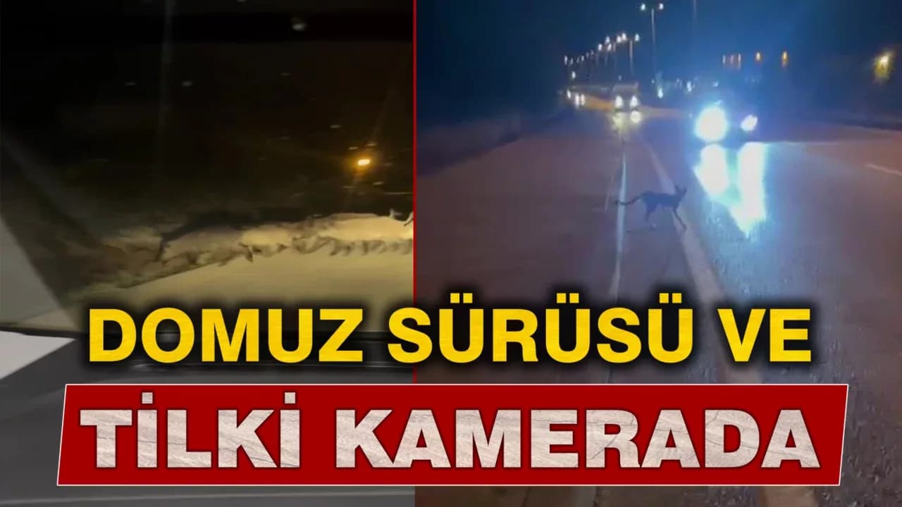 Karabük'te yola çıkan domuz sürüsü ve tilki kamerada