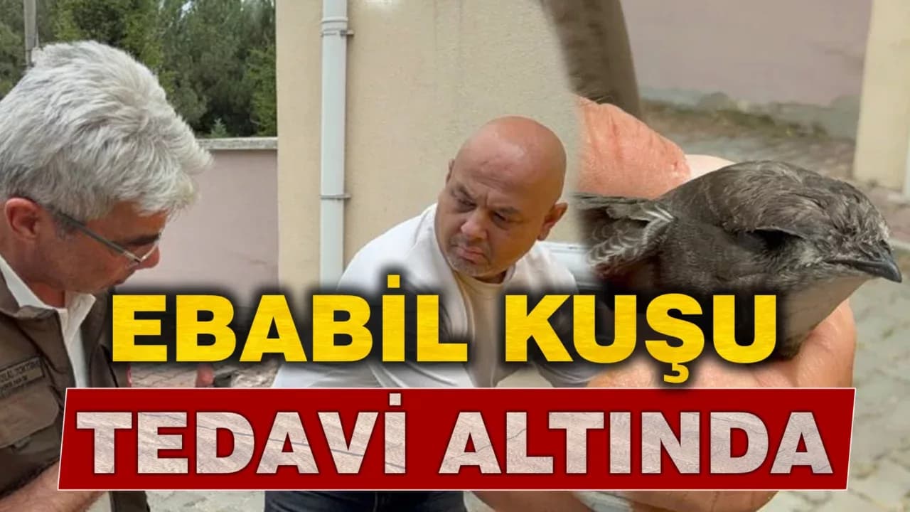 Karabük'te bitkin halde bulunan ebabil kuşu tedavi altına alındı