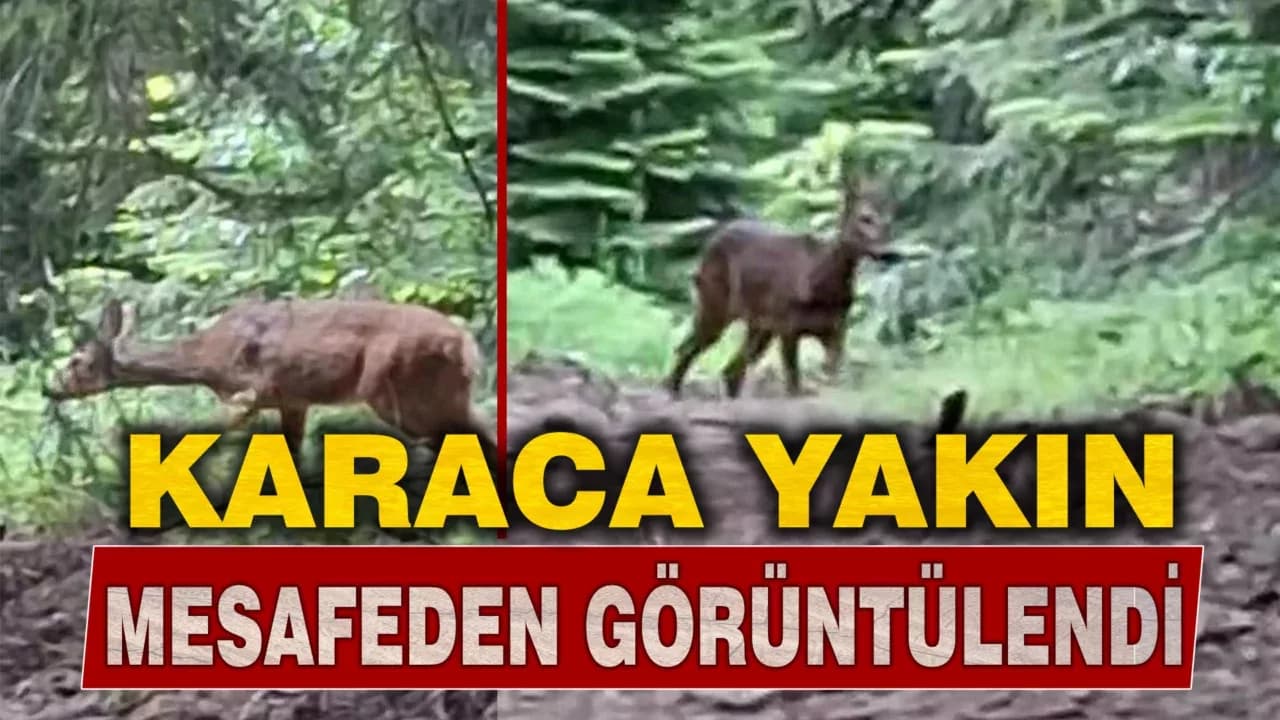 Orman işçisi, kendisine yaklaşan karacayı cep telefonu kamerasıyla görüntüledi