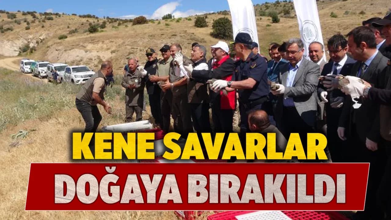 Kene savar keklikler doğaya salındı