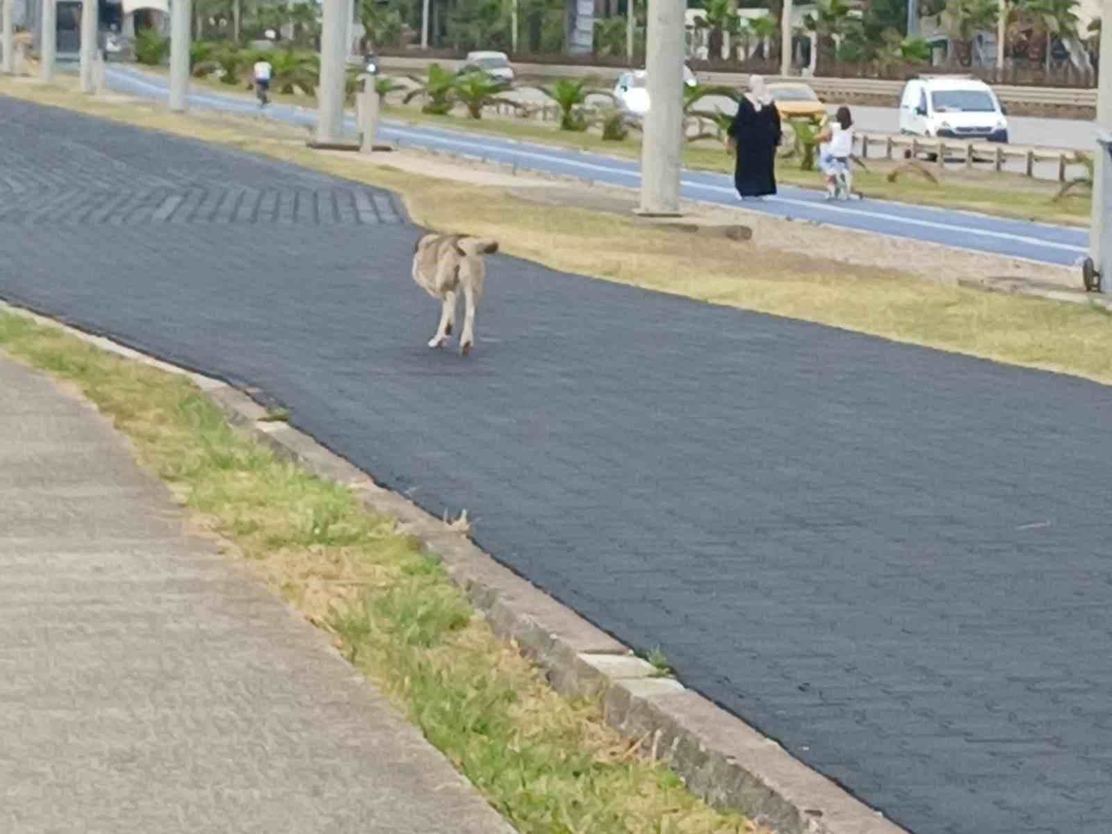 Üç ayaklı köpek yaşama tutundu