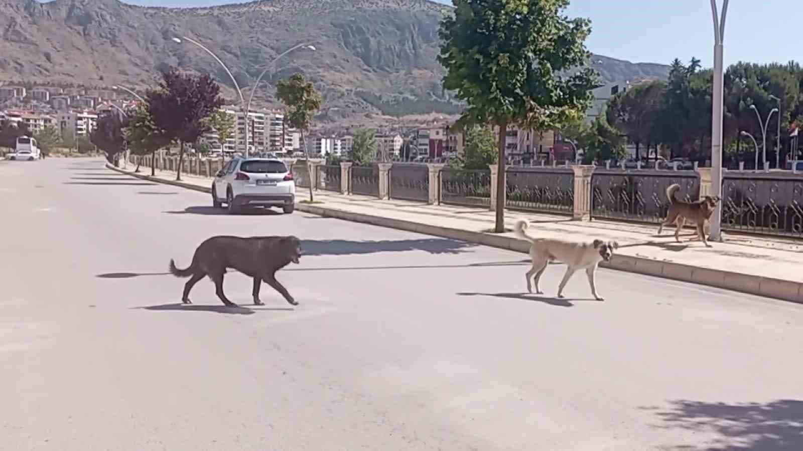 Amasya sokaklarında halkı korkutan ’köpek çetesi’