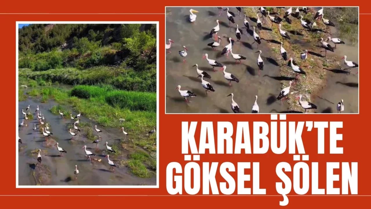 Karabük’te leylekler ve pelikan dronla görüntülendi