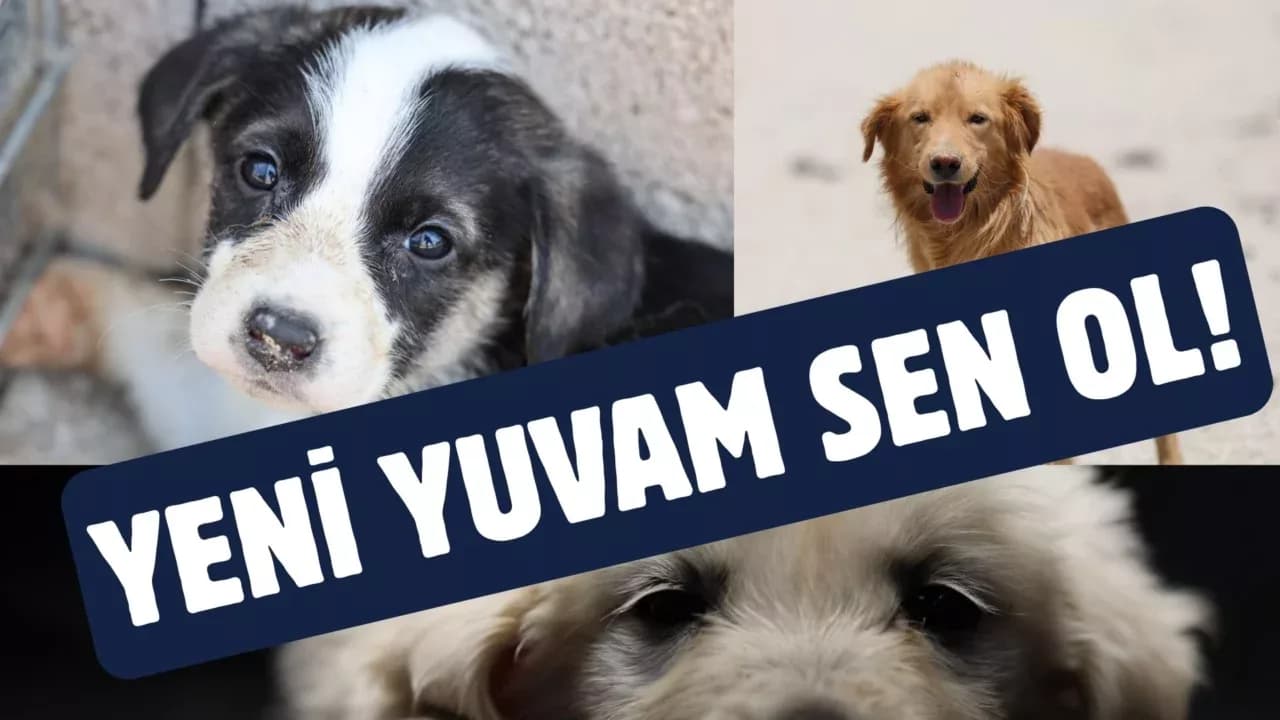 Siz Sahiplenene Kadar Biz Ev Sahipliği Yapıyoruz