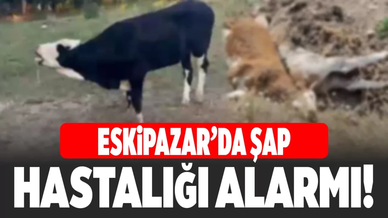 Karabük’te 3 inek şap hastalığından telef oldu