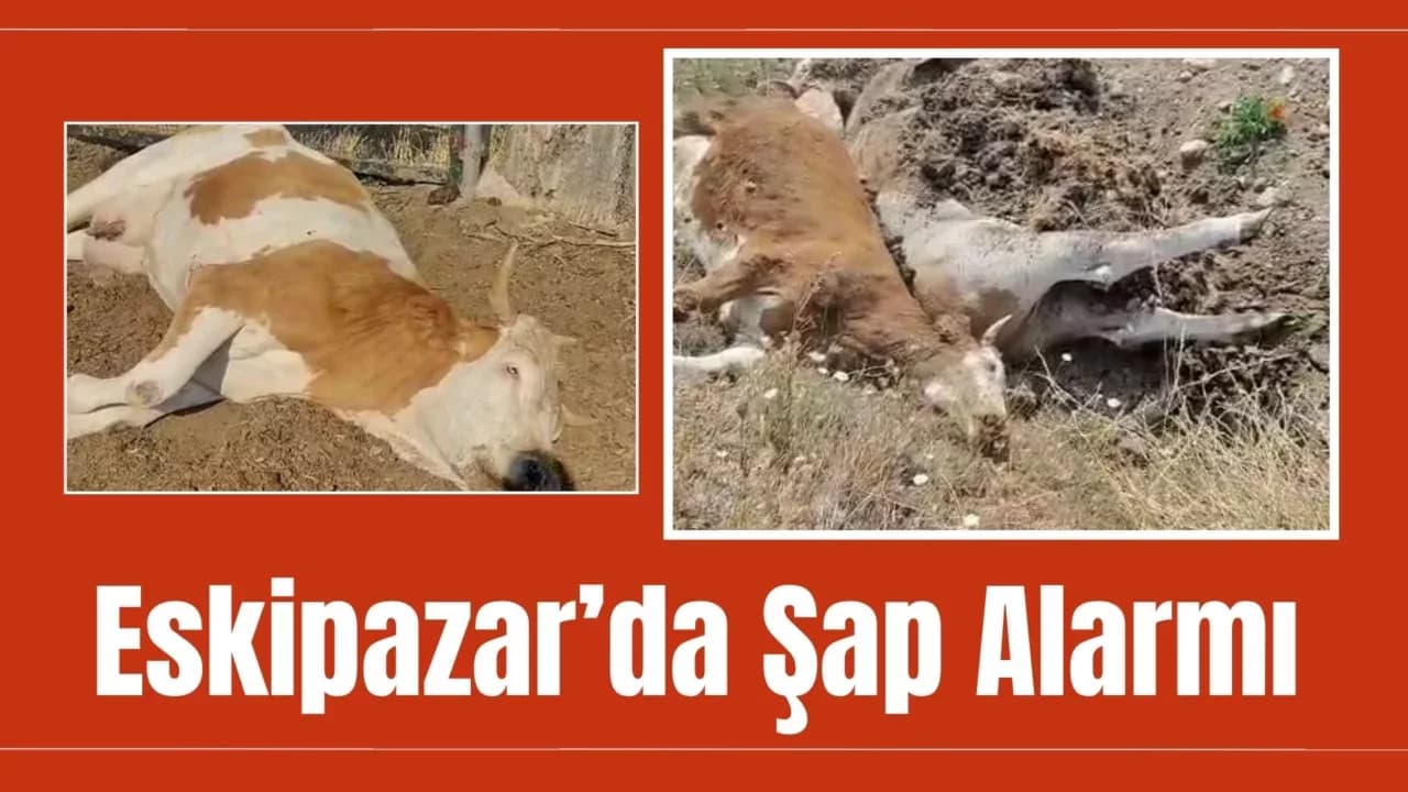 3 İnek Şap Hastalığından Telef Oldu