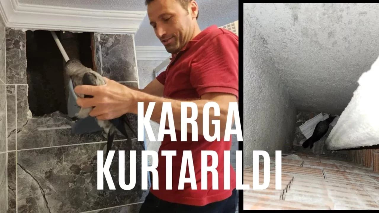 Havalandırma boşluğuna düşen kargayı vatandaş kurtardı