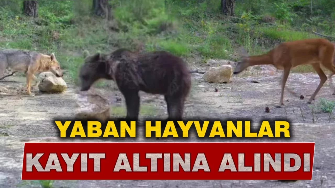 Karabük'te yiyecek arayan yaban hayvanları fotokapanla görüntülendi