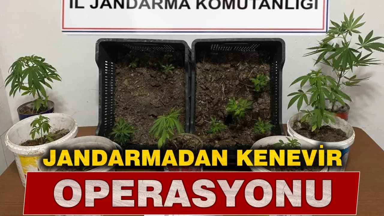 Karabük'te iki evde 14 kök kenevir ele geçirildi