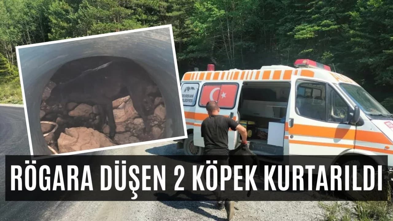 8 metre derinliğindeki rögara düşen köpekler kurtarıldı