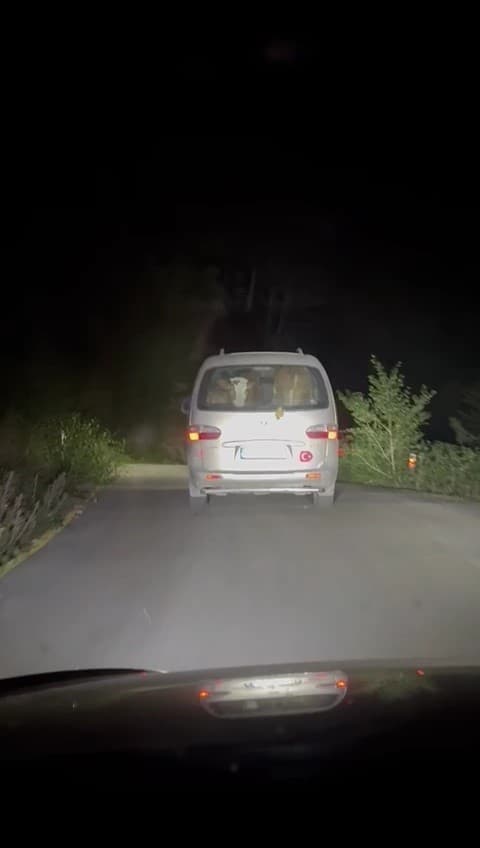 Yangında mahsur kalan hayvanları tahliye ettiler