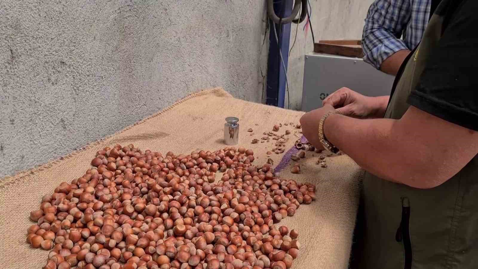 Alaplı’da fındık hasat tarihleri belli oldu