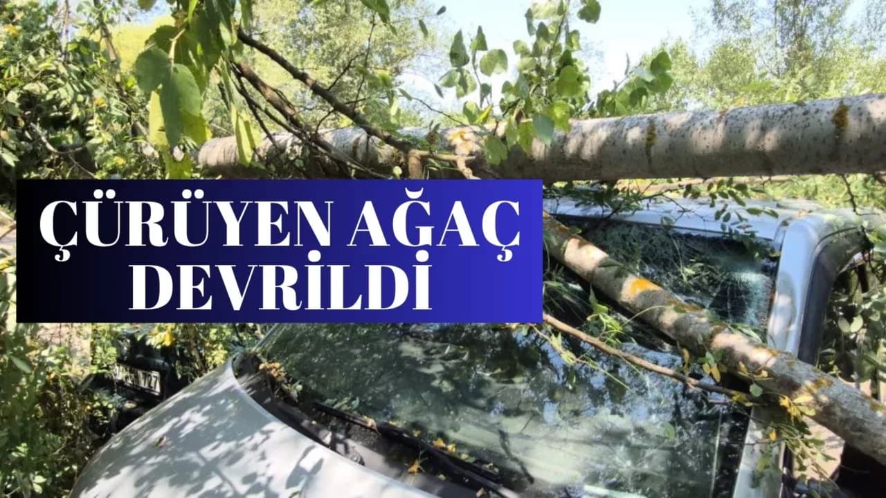 Çürüyen ağaç araçların üzerine devrildi: 4 araç hasar gördü