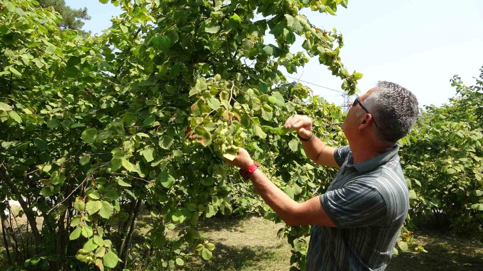 Fındıkta erken hasat uyarısı