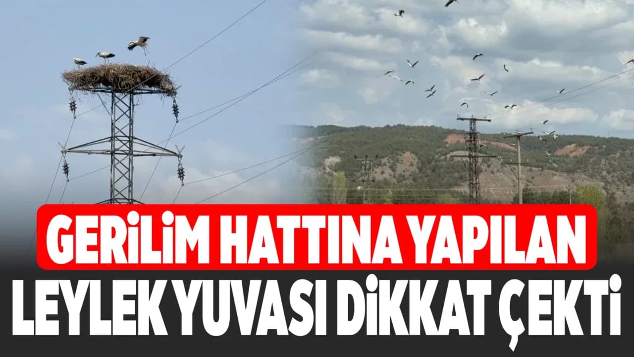 Karabük’te leylek sürüsü ve yuvaları dronla görüntülendi